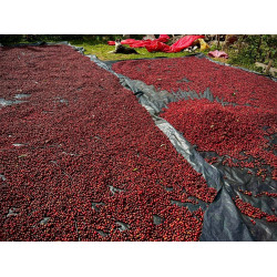 Espresso aus Honduras. Komplex und erfrischend.